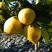 Lemon Yen Ben